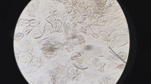 Heather Dewey-Hagborg - T3511